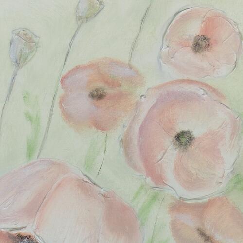 Gentle Poppies in Bloom
